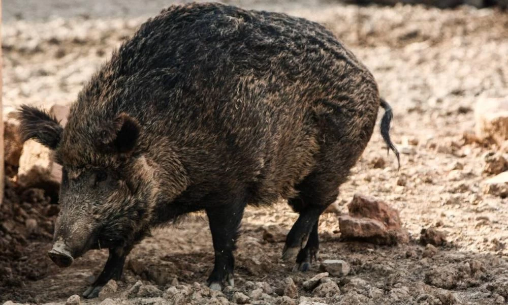 Η Περιφέρεια Αττικής ζητά εναλλακτικές λύσεις από τη θανάτωση των αγριόχοιρων